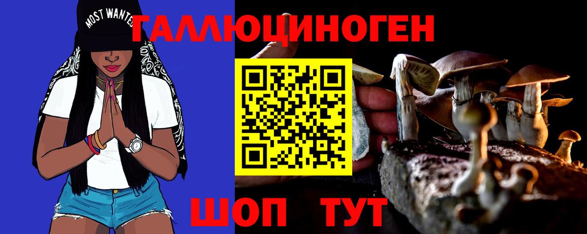 Псилоцибиновые грибы Psilocybe Курчалой